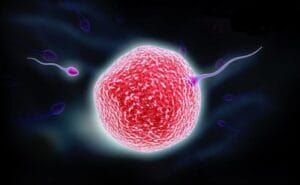 Read more about the article Γονιμοποίηση και ανατομία αναπαραγωγικού συστήματος